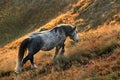 Wild horse