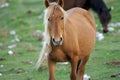 Wild Horse Royalty Free Stock Photo