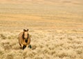 Wild horse Royalty Free Stock Photo