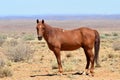 Wild horse in african landscape