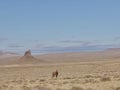 Wild horse in Wyoming USA Royalty Free Stock Photo