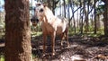 Wild horse along my hiking trails