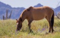 Wild Horse in the Arizona Desert in Springtime Royalty Free Stock Photo