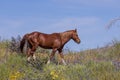 Wild Horse in the Arizona Desert in Springtime Royalty Free Stock Photo