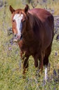 Wild Horse in the Arizona Desert in Springtime Royalty Free Stock Photo