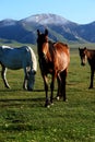 Wild horse on Asian Steppes