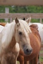 Lookit the Pretty Pony! Royalty Free Stock Photo