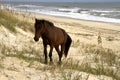 Wild Horse on Beach Royalty Free Stock Photo