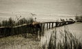 Wild horse and birds sitting in a pond with an old bridge sinking