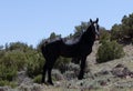 Wild horse - Black stallion with blaze on a mineral lick desert ridge in the western USA
