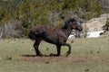 Wild horse black stallion getting up from rolling in the dirt in the mountains of the western USA Royalty Free Stock Photo