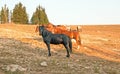 Wild Horse Black Stallion with his small herd in the Pryor Mountains Wild Horse Range in Montana USA Royalty Free Stock Photo