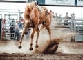 Wild horse bucking and rearing after throwing off the cowboy during bronco riding town rodeo Royalty Free Stock Photo