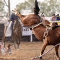 Wild Horse Bucks Off Cowboy Rider At Rodeo