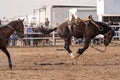 Wild Horse Bucks Off Rider At Country Rodeo