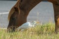 Wild horse and cattle egret share meal space at Assateague Royalty Free Stock Photo