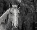 A Wild Horse Royalty Free Stock Photo