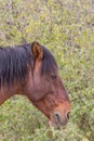 Wild Horse Close Up Portrait Royalty Free Stock Photo