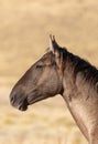 Wild Horse Close Up Portrait in Fall Royalty Free Stock Photo