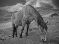 Wild horse closeup Royalty Free Stock Photo