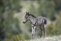 Wild horse colt Royalty Free Stock Photo