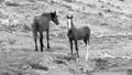 Wild horse colt mustang in the Pryor Mountain wild horse refuge on the border of Montana and Wyoming in the USA Royalty Free Stock Photo