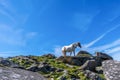 Wild horse in Cornwall, England on the Rough Tor on Bodmin Moor Royalty Free Stock Photo