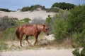 Wild Horse of Corolla Among the Dunes Royalty Free Stock Photo