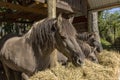 The wild horse.The descendants of the wild horse tarpan, Royalty Free Stock Photo