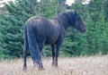 Wild Horse - Dust and Dirt covered Black Stallion in the Pryor Mountains Wild Horse Range in Montana USA