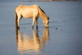 Wild Horse drinking water on lake shore Royalty Free Stock Photo