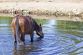 Wild Horse Drinking Water