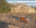 Wild horse on dune beside Outer Banks, North Carolina ocean beach Royalty Free Stock Photo