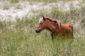 Wild Horse on Dune Royalty Free Stock Photo