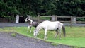 Wild horse is eating grass in County Donegal - Ireland