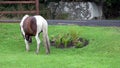 Wild horse is eating grass in County Donegal - Ireland