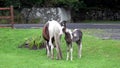 Wild horse is eating grass in County Donegal - Ireland