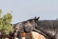 Wild Horse Eating in the Utah Desert Royalty Free Stock Photo
