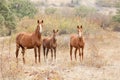 Wild horse family Royalty Free Stock Photo