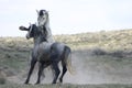 Wild Horse Fight Royalty Free Stock Photo