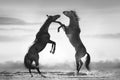 Wild horse fight Royalty Free Stock Photo