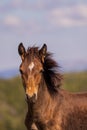 Wild Horse Foal Portrait in the Pryor Mountains in Summer Royalty Free Stock Photo