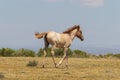 Wild Horse Foal Running in the Colorado Desert Royalty Free Stock Photo