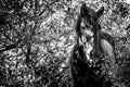 Wild horse in a forest. Black and white Royalty Free Stock Photo