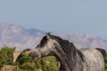 Funny Wild Horse Close up Royalty Free Stock Photo