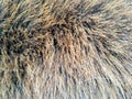 Wild horse fur close up Royalty Free Stock Photo