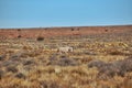 Wild horse glazing in desert near monument valley Royalty Free Stock Photo
