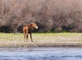 Wild Horse standing on river bank looking to the right with scar on hind-end Royalty Free Stock Photo