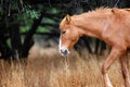 Wild Horse With Grass in Mouth Royalty Free Stock Photo