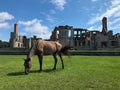 Wild horse ruins